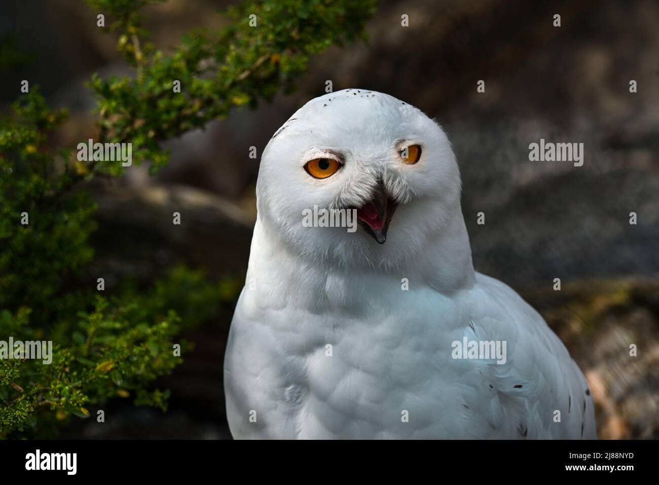 The snowy owl, Bubo scandiacus Stock Photo - Alamy
