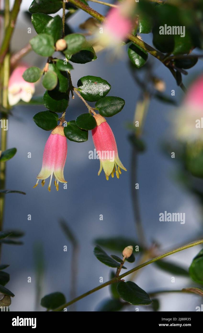 Bell shaped pink and yellow flowers of the Australian Correa variety Federation Belle, family Rutaceae. Common name is Native Fuchsia. Stock Photo