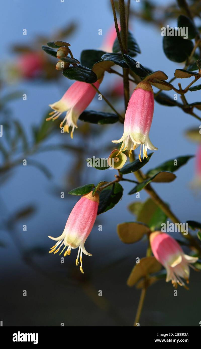 Bell shaped pink and yellow flowers of the Australian Correa variety Federation Belle, family Rutaceae. Common name is Native Fuchsia. Stock Photo