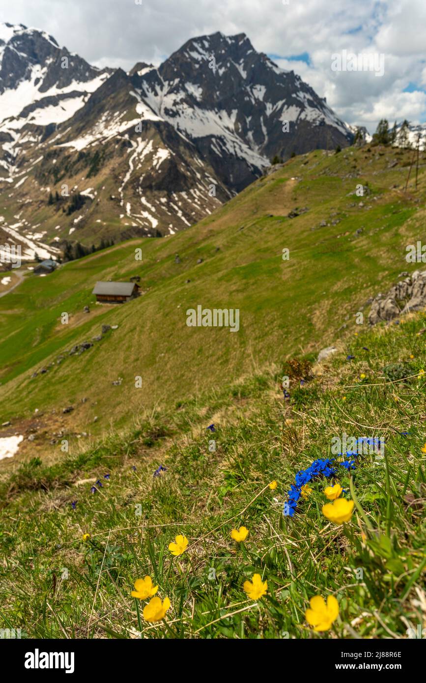 blaue Schusternägel, Enzian und gelbe Blumen in Alpwiese beim Körbersee, Schröcken, mit einer Alphütte und Bergen mit Schneefeldern im Hintergrund Stock Photo
