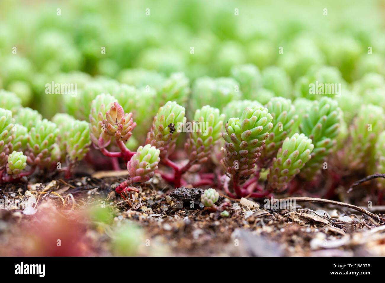Sedum hispanicum carpet growing in a soil. Sedum rubrotinctum jelly bean plants. Stock Photo