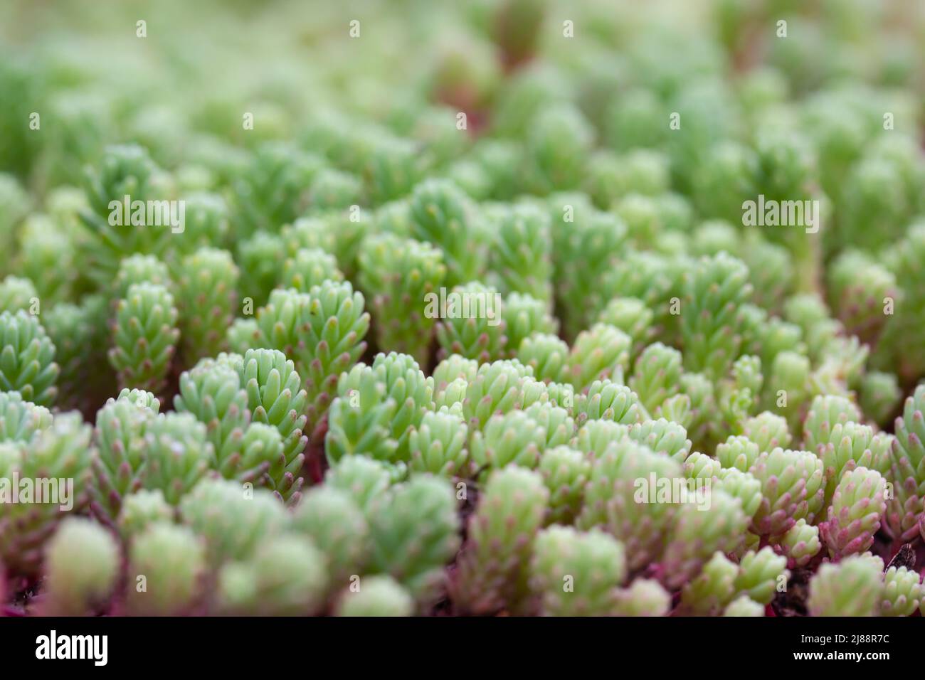 Sedum hispanicum green carpet. Sedum rubrotinctum jelly bean succulent plant. Stock Photo