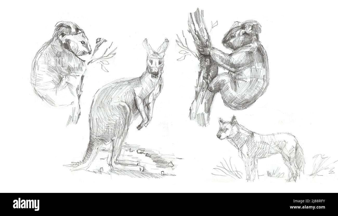 Animals Australia graphic illustration hand drawn koala  emu isolated on white background Stock Photo