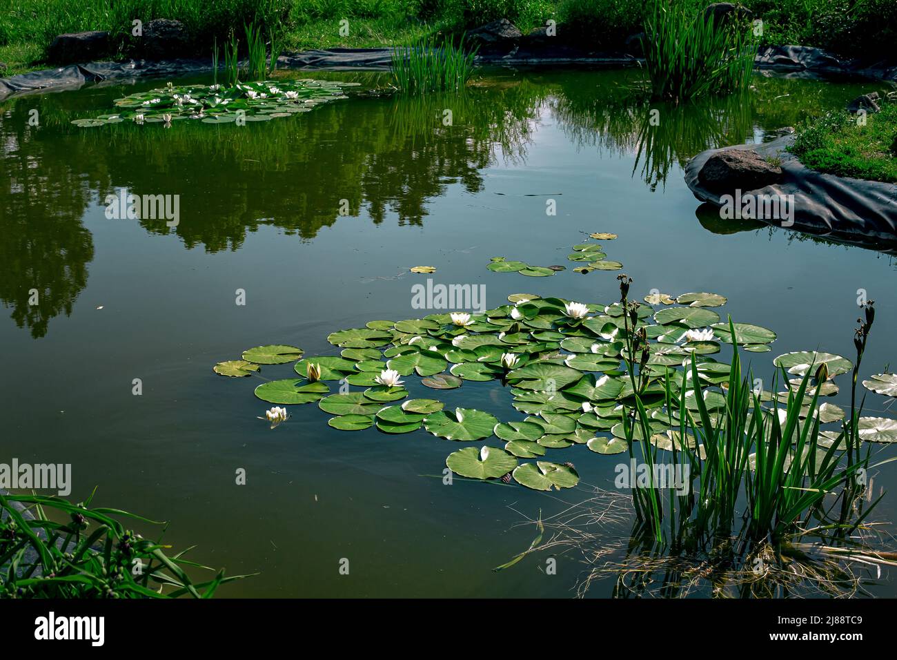 artificial pond filled with water and decorated with ornamental plants reeds and water lilies with leaves and white blossoms in a sunny park. Stock Photo