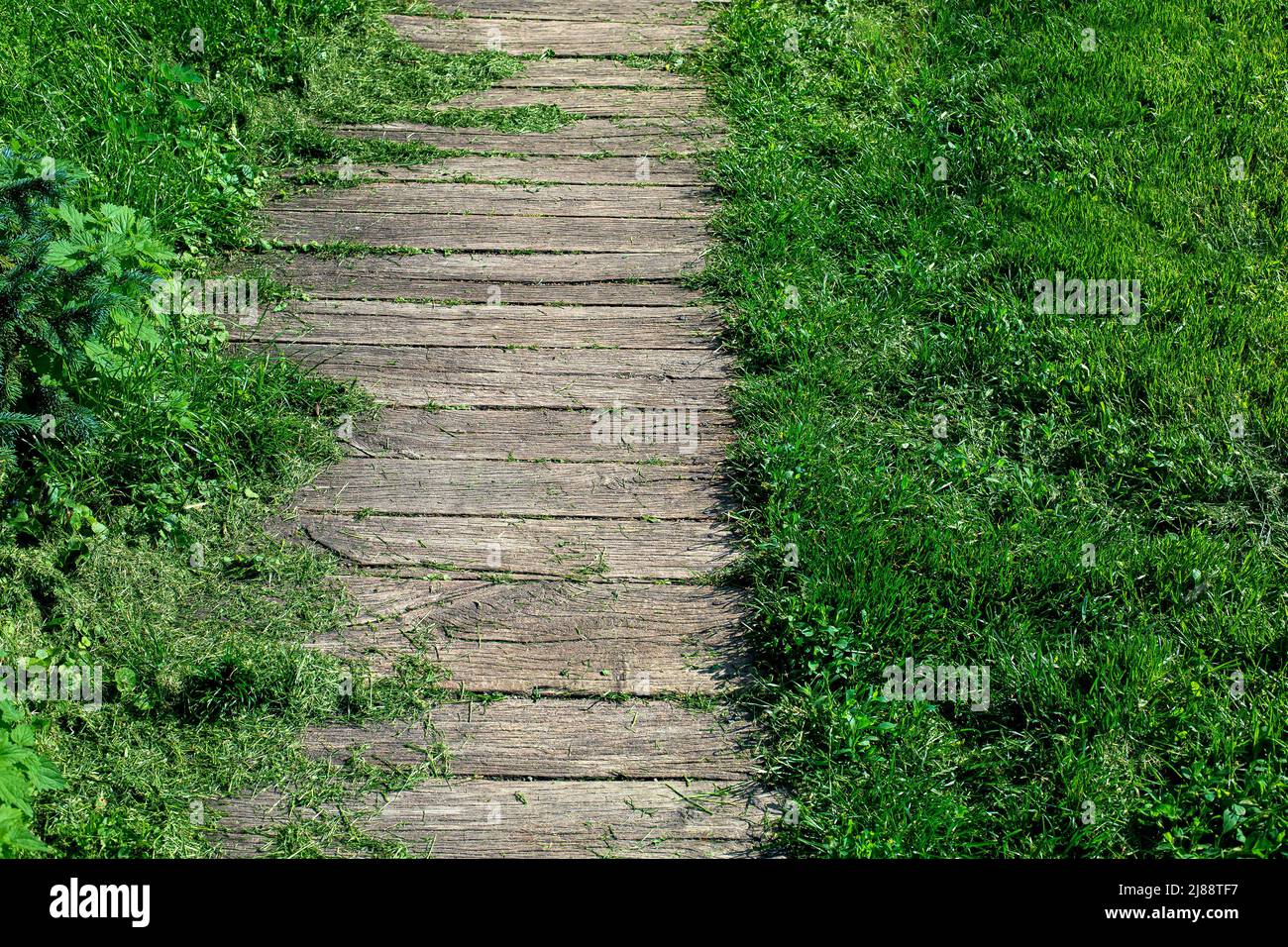 aged shabby planks on backyard terrace of footpath landscaped from wooden way among overgrown green grass and among the mowed lawn grass scattered alo Stock Photo