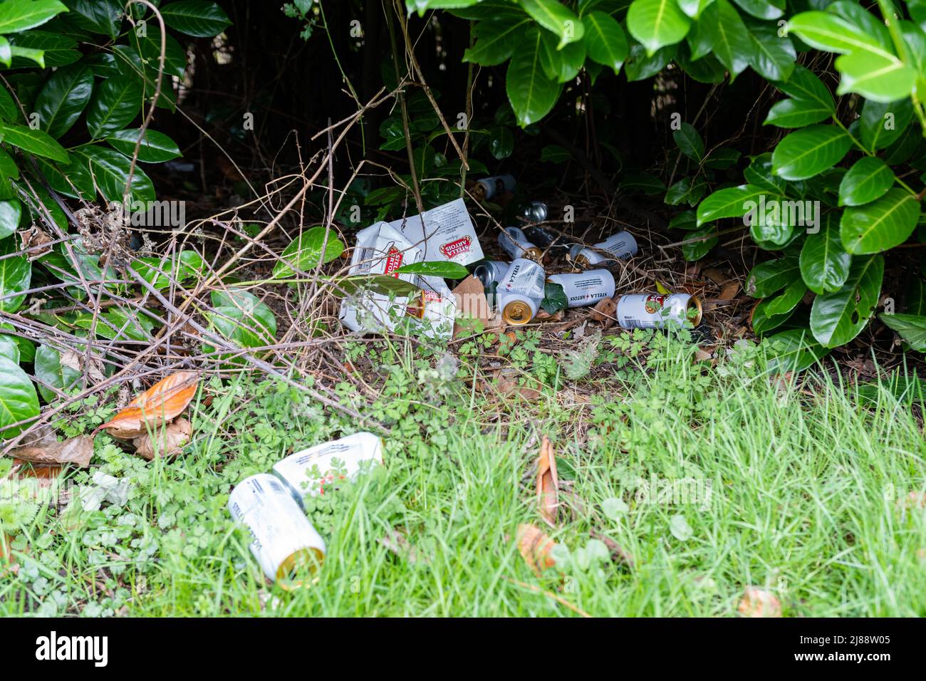 Woodbridge Suffolk UK 19 February 2022: Empty beer cans that have been discarded under a bush once they are empty Stock Photo