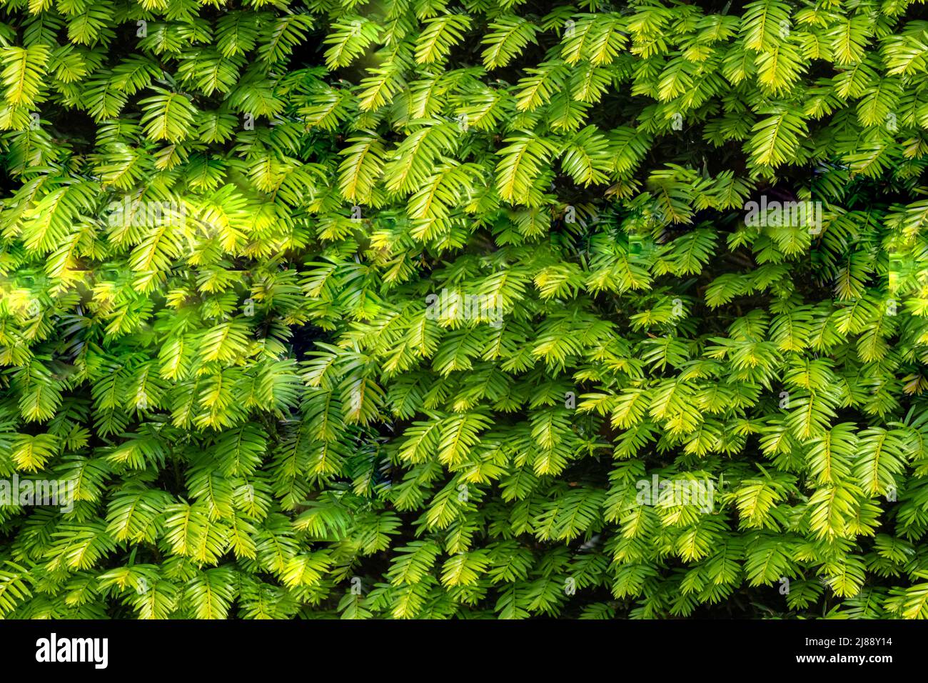 Seamless background of close up on taxus baccata evergereen hedge Stock Photo