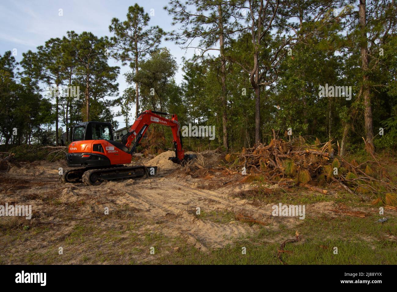 Native forest habitat destroyed for new housing construction in north