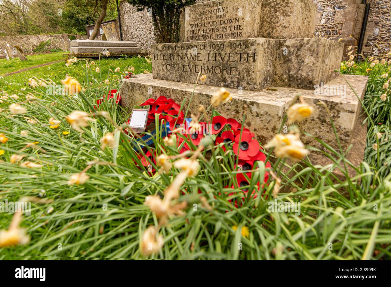 Wreaths from Remembrance Sunday in November, still lay at the foot of a War Memorial after Spring Daffodils have flowered and wilted. Stock Photo