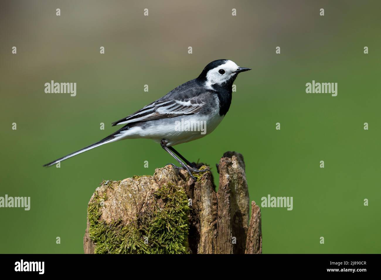 Pied Wagtail (Motacilla alba) close up on perch, in sun, UK Stock Photo