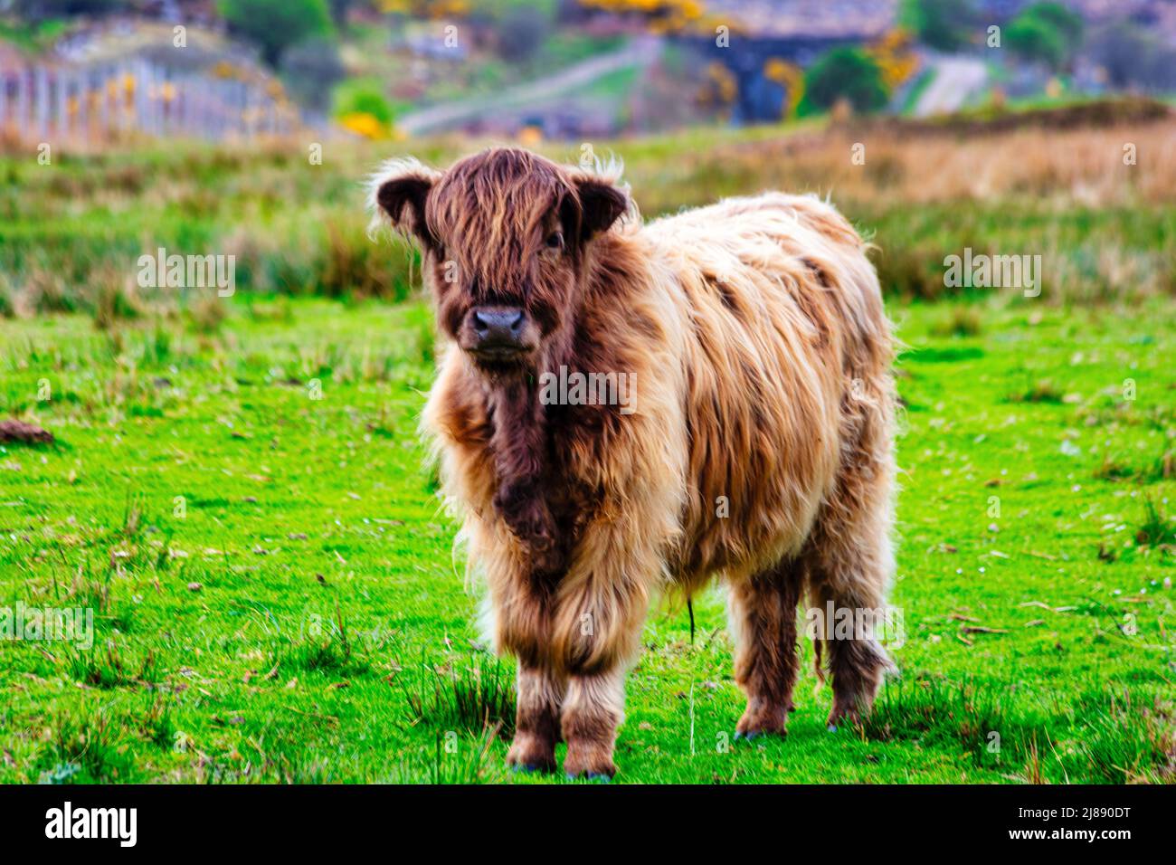 Cute red  highland cow,  Hielan coo, roams free in village of Plockton, part of the North Coast 500, Highlands, Scotland Stock Photo