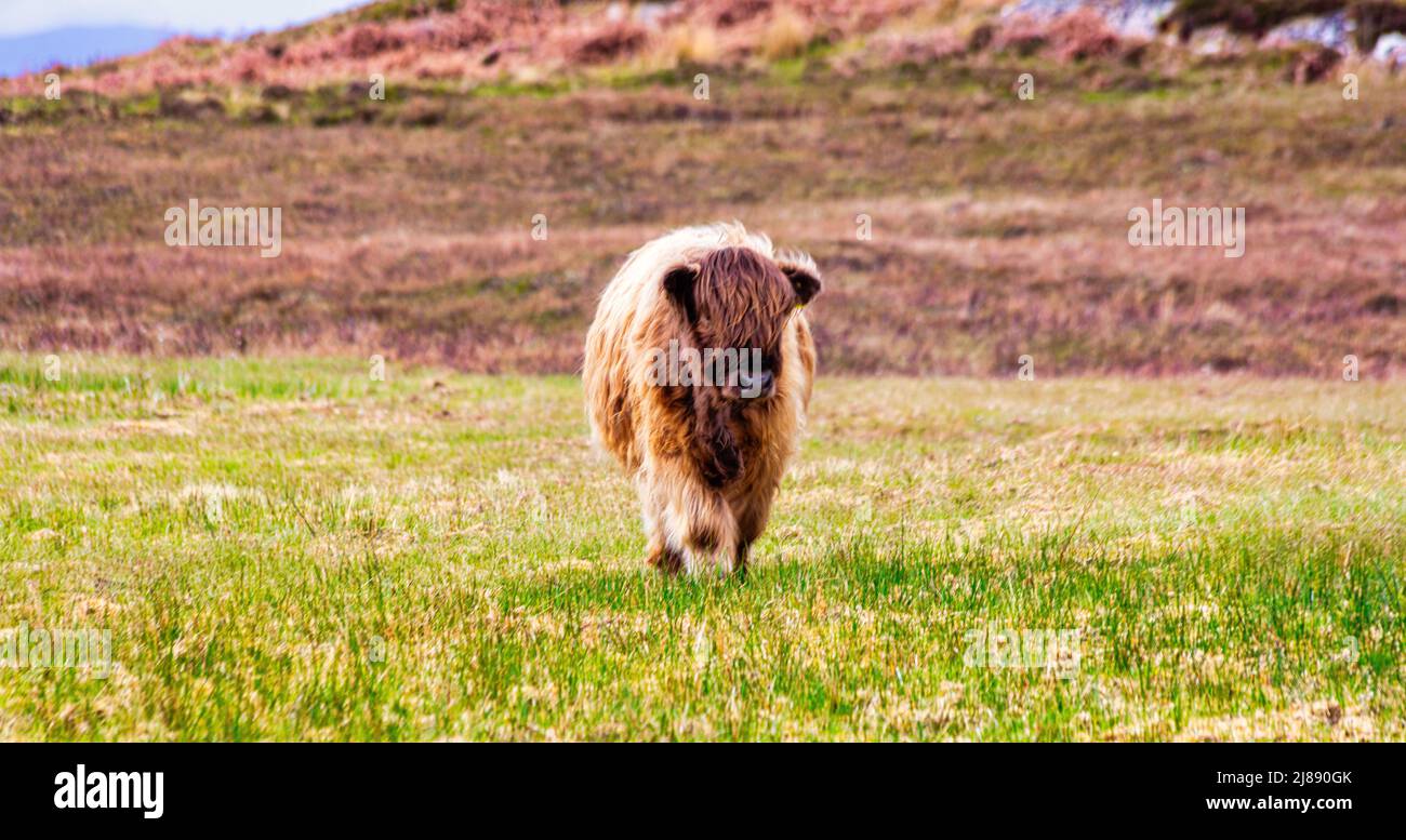 Cute red  highland cow,  Hielan coo, roams free in village of Plockton, part of the North Coast 500, Highlands, Scotland Stock Photo