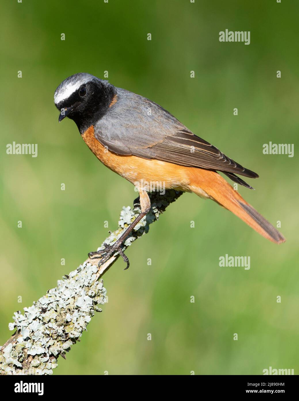 Male European Redstart (Phoenicurus phoenicurus) in a Western oak Woodland in the Peak District. Stock Photo