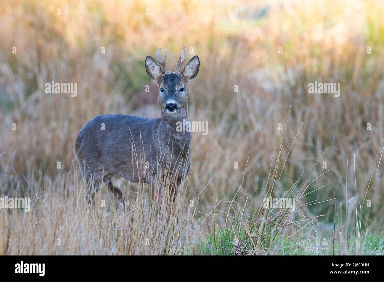 Male/ Buck Roe Deer Capreolus capreolus in an arable field Yorkshire England UK Stock Photo