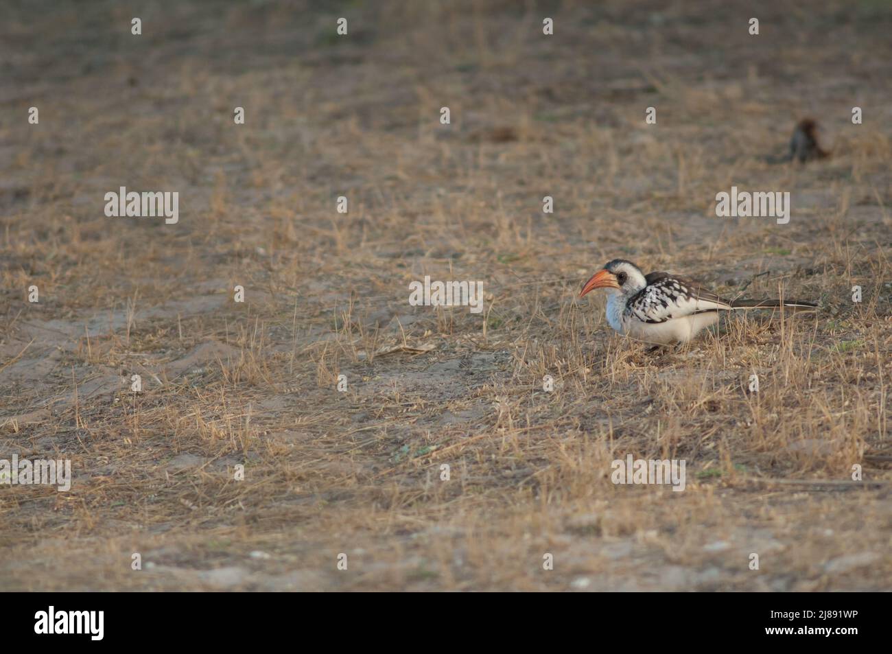 Northern red-billed hornbill Tockus erythrorhynchus kempi. Langue de Barbarie National Park. Saint-Louis. Senegal. Stock Photo