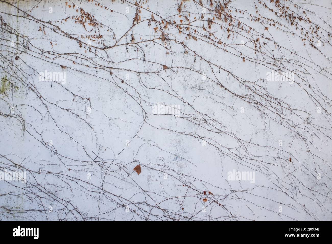 Dry loach on a white wall background. Stock Photo