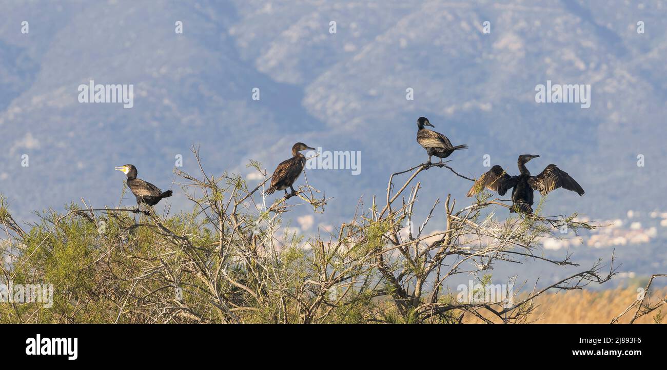 Great Cormorant Group Spotted at Aiguamolls de l'Emporda in Catalonia Stock Photo