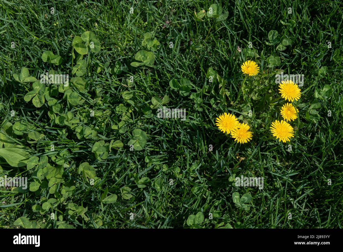 Photograph of dandelion plants and clover in turf grass Stock Photo Alamy