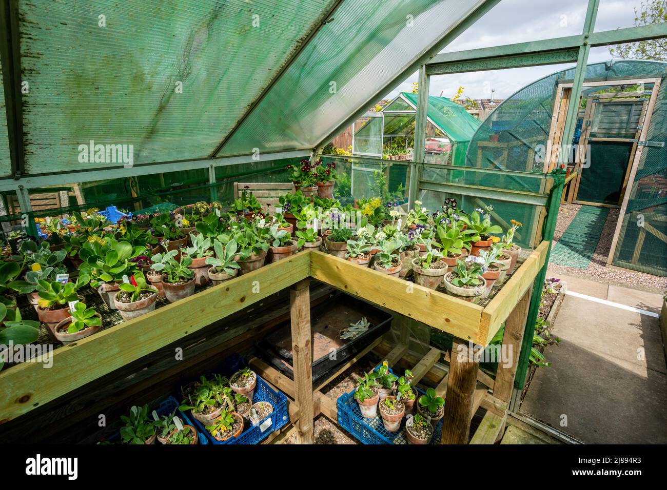 PLants in pots growing in a shaded greenhouse, UK 202 Stock Photo