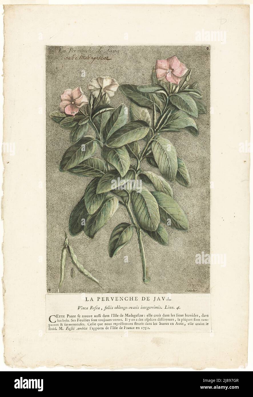 The Periwinkle of Java, from Collection of Usual, Curious, and Foreign Plants, 1767. Stock Photo