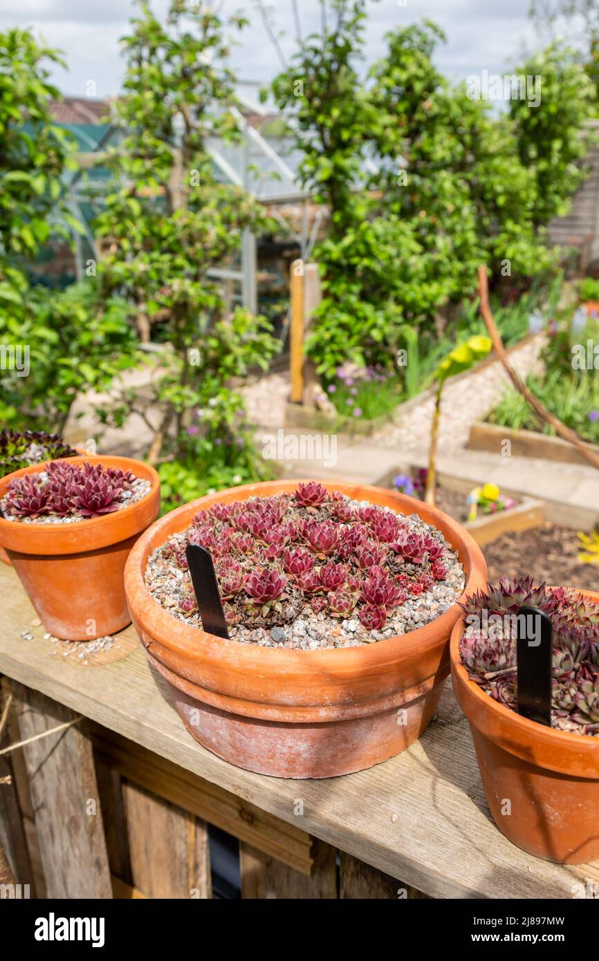 Terracotta pots uk hires stock photography and images Alamy