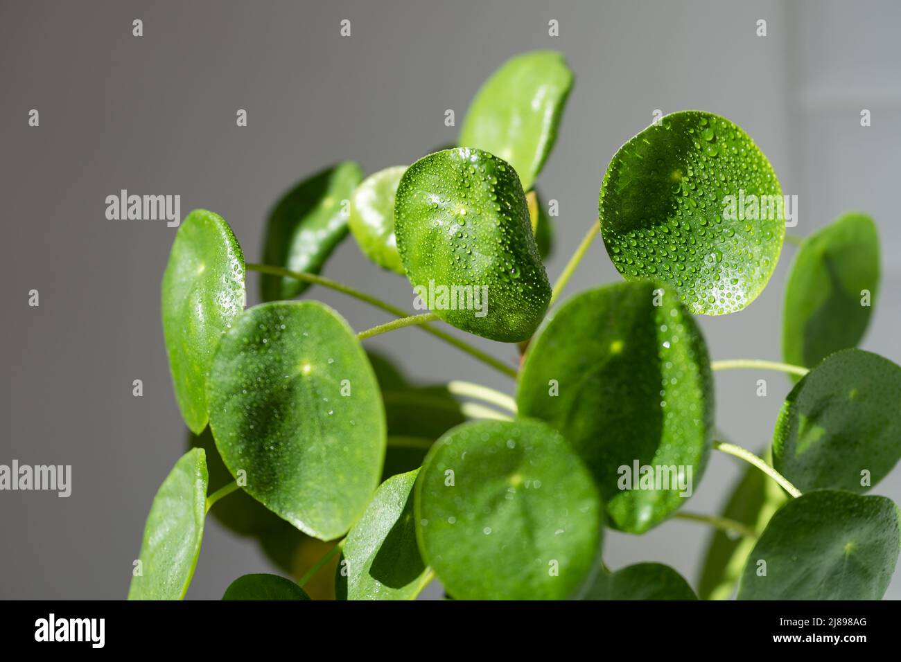 Pilea peperomioides after spraying with water. Chinese money plant with  water drops on leaves Stock Photo - Alamy