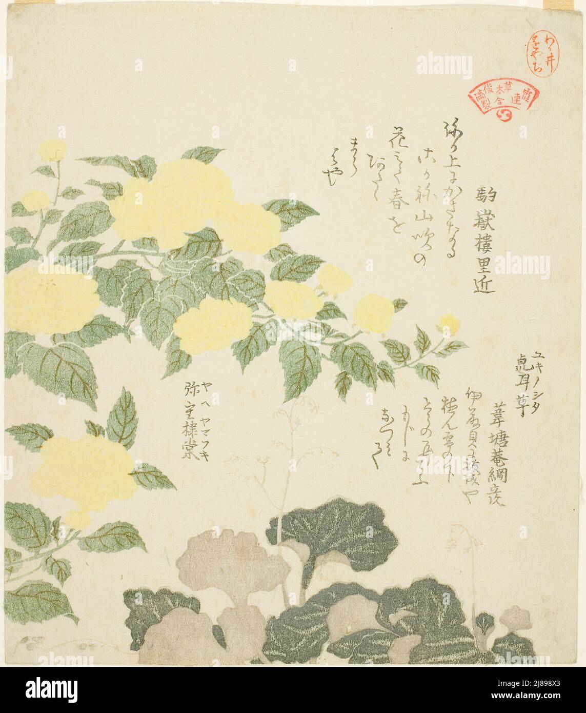 Yellow Roses (Yae yamabuki) and Creeping Saxifrages (Yukinoshita), from the series &quot;Collection of Plants for the Kasumi Poetry Circle (Kasumi-ren somoku awase)&quot;, Japan, 1810s. Stock Photo