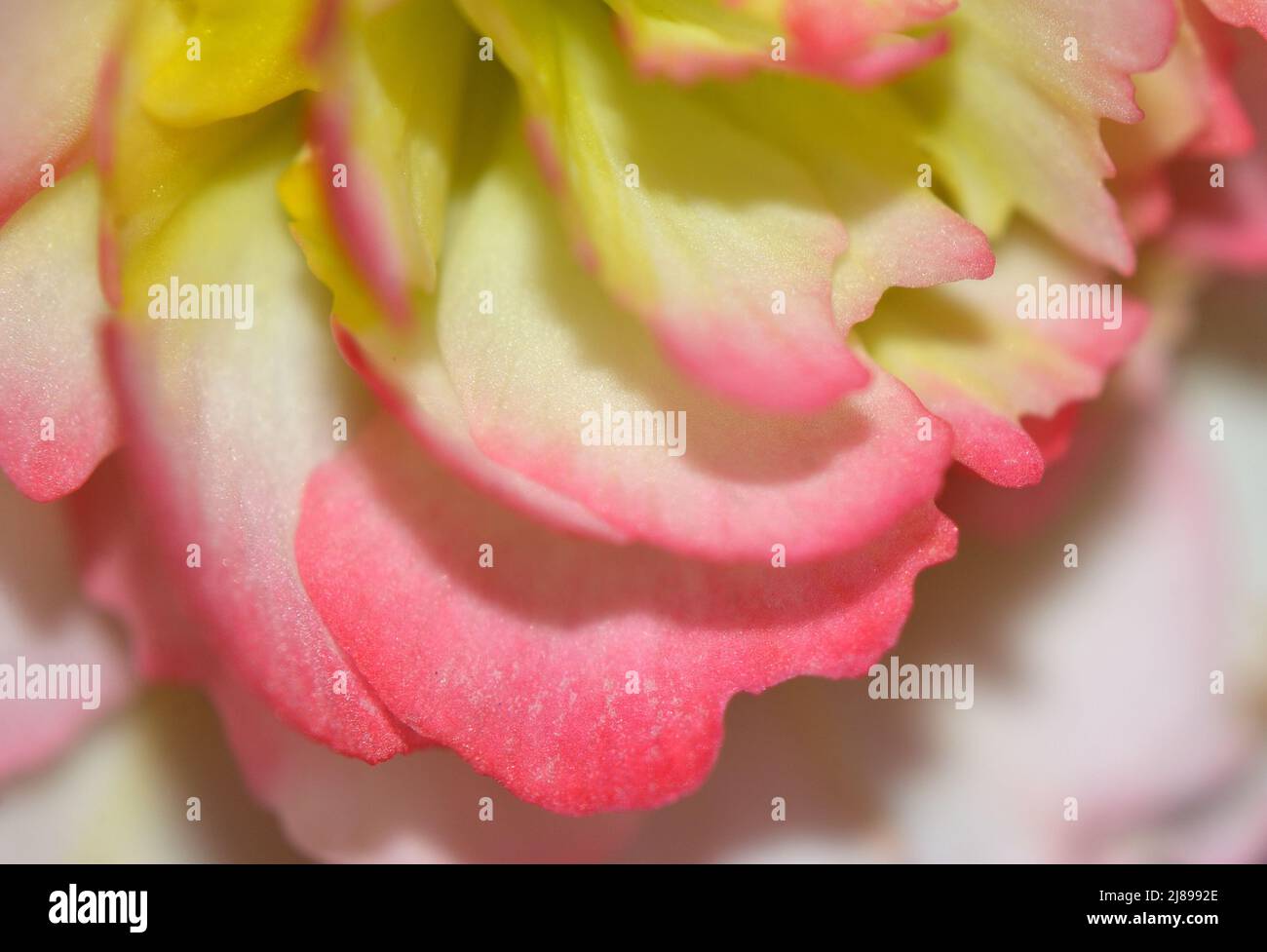 Closeup of Rose Picotee Begonia flower showing yellow stamens and pink fringed petals. Stock Photo