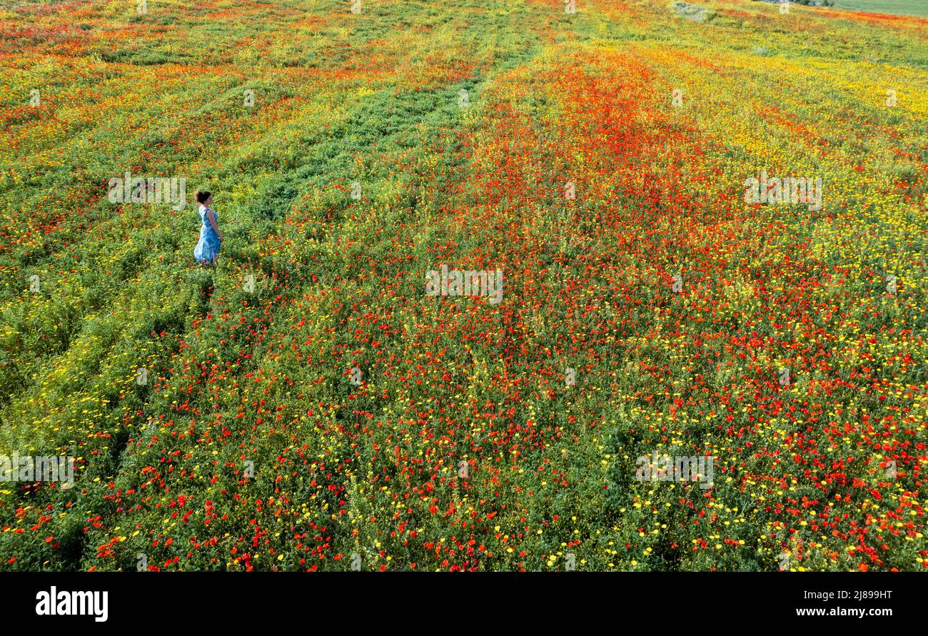 Drone aerial photo of woman walking in the spring field with red and yellow flowers. Stock Photo