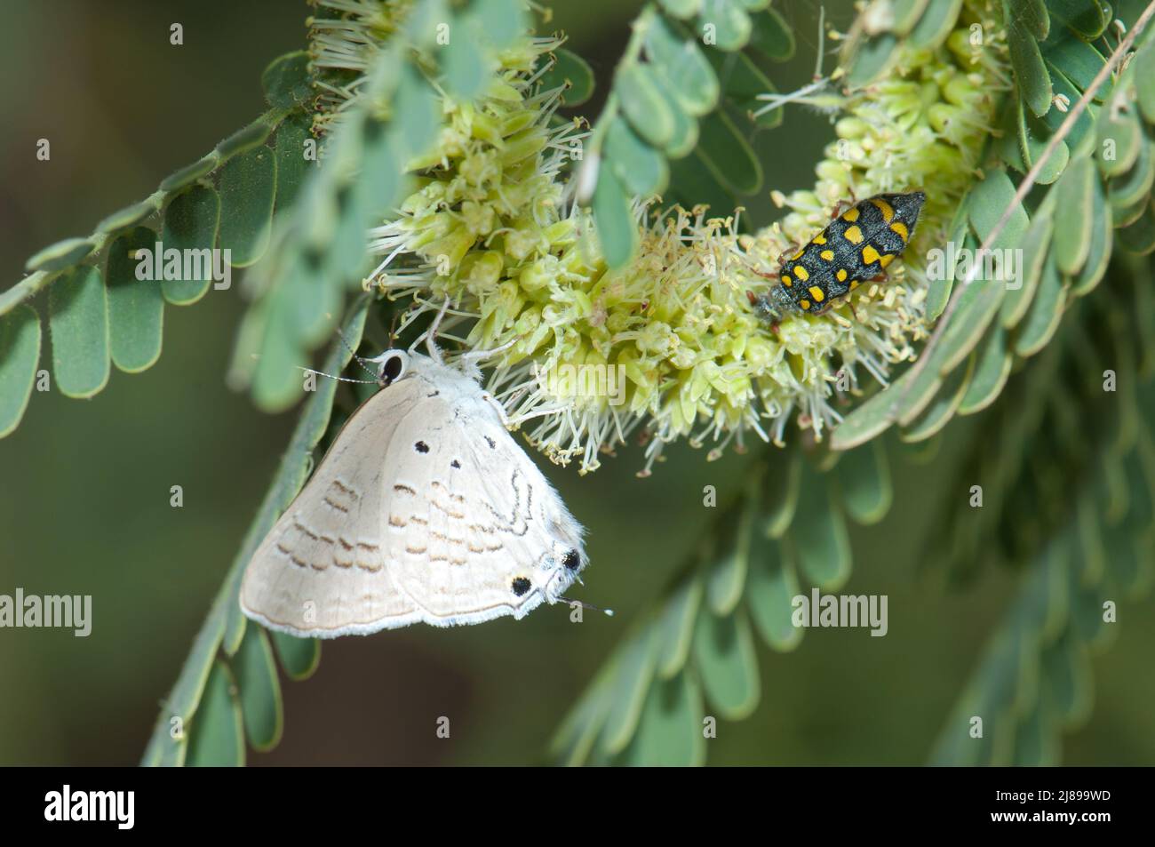 Butterfly Lycaenidae and blister beetle Hycleus sp on a gum acacia Senegalia senegal. Langue de Barbarie National Park. Saint-Louis. Senegal. Stock Photo