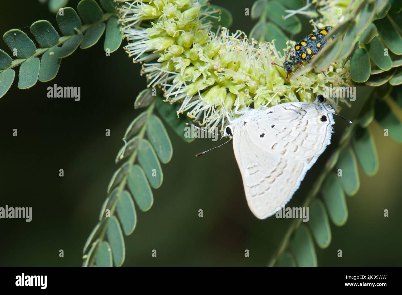 Butterfly Lycaenidae and blister beetle Hycleus sp on a gum acacia Senegalia senegal. Langue de Barbarie National Park. Saint-Louis. Senegal. Stock Photo
