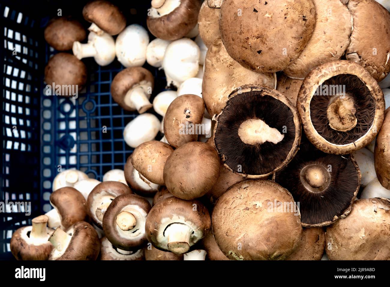 Closed cup chestnut mushroom hi res stock photography and images