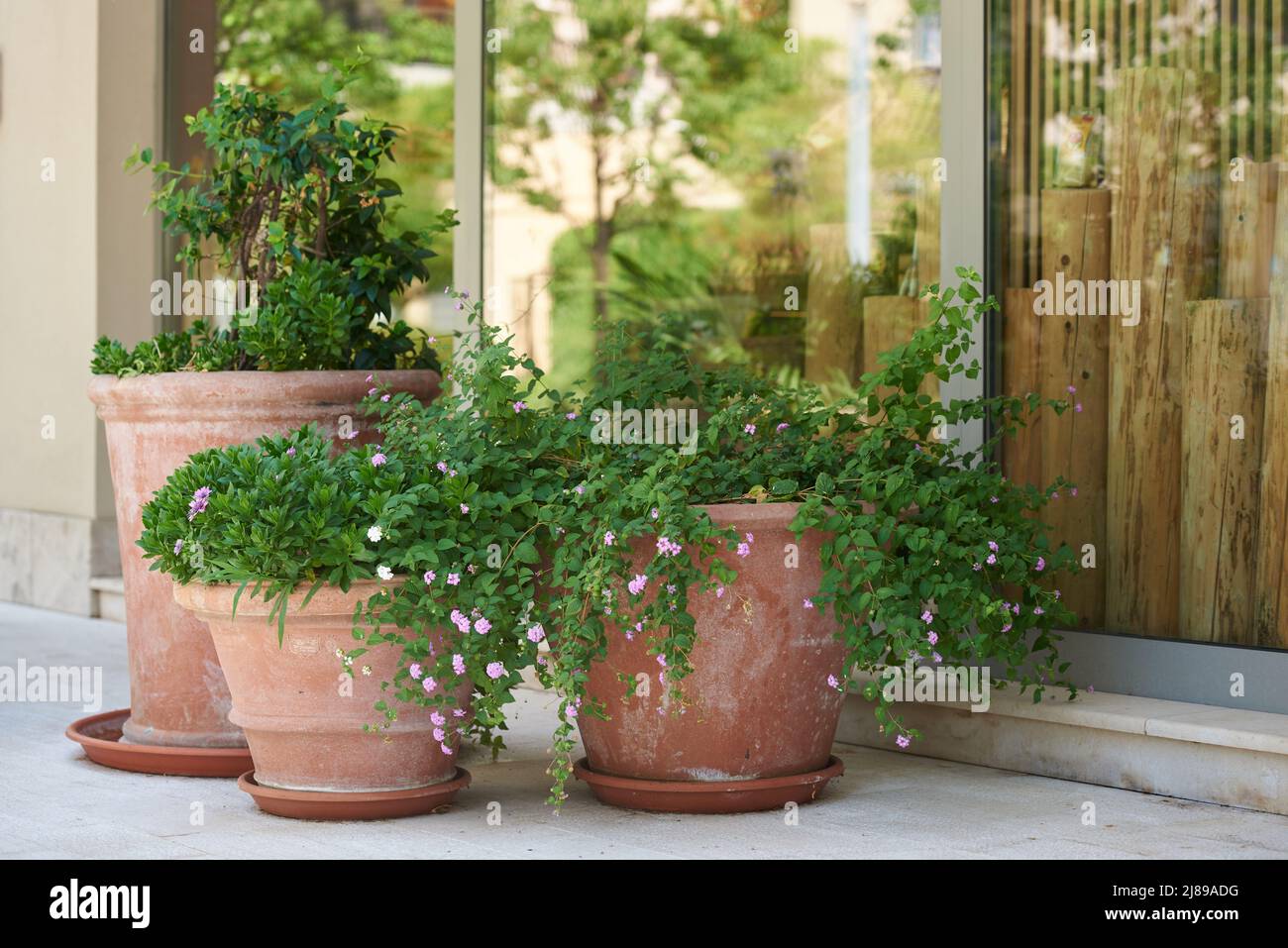 Outdoor plants in large clay pots outside the building Stock Photo Alamy