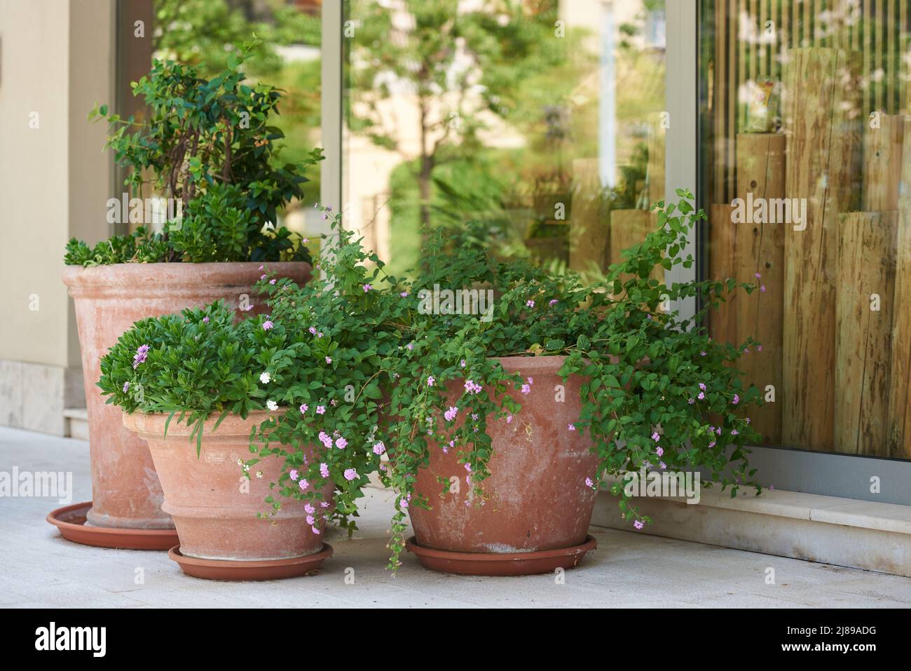 Outdoor plants in large clay pots outside the building Stock Photo