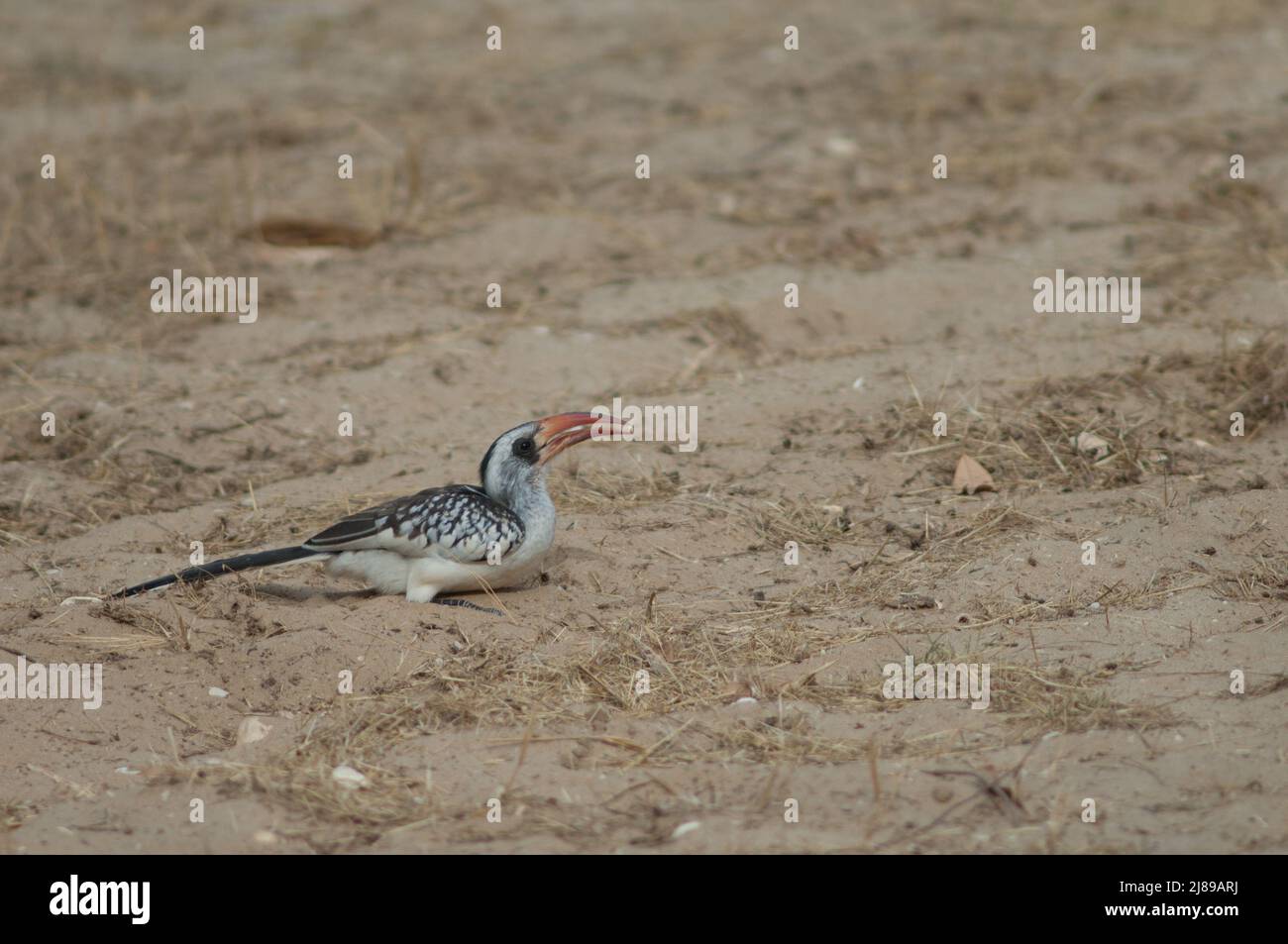 Northern red-billed hornbill Tockus erythrorhynchus kempi eating. Langue de Barbarie National Park. Saint-Louis. Senegal. Stock Photo