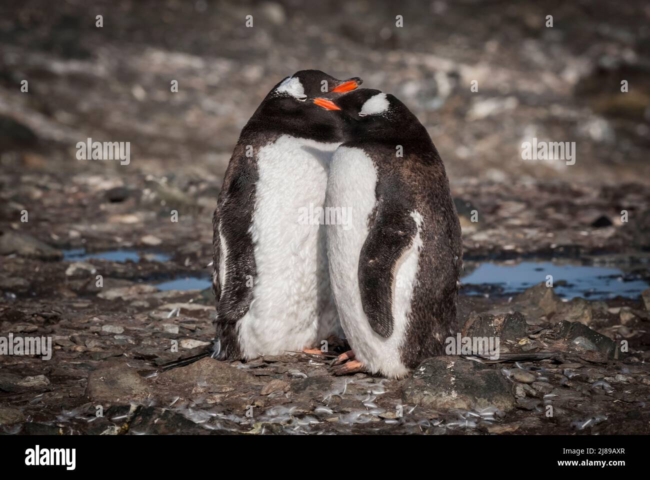 Gentoo penguin, Antarctic peninsula, Livingston Island in the South ...
