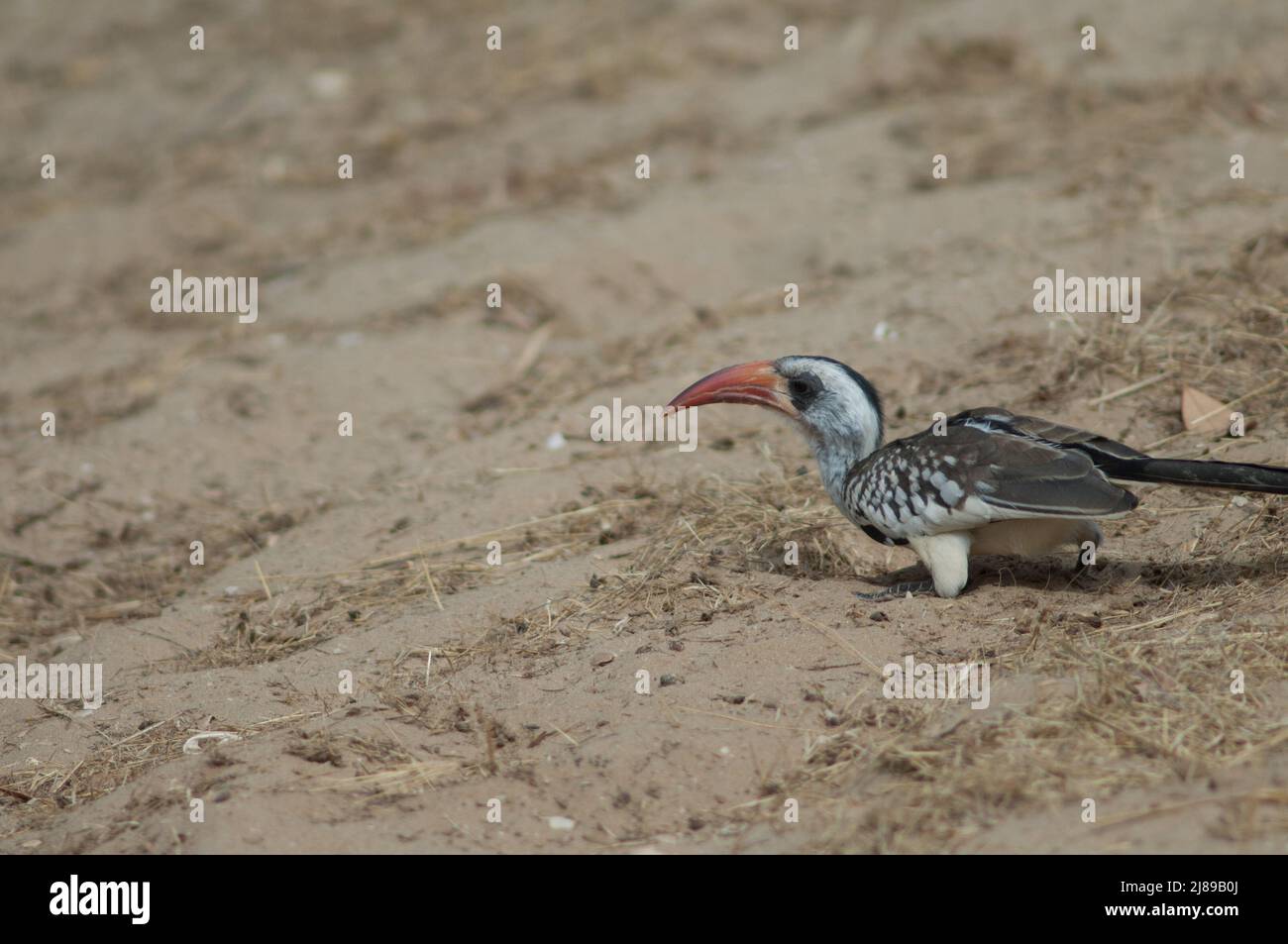 Northern red-billed hornbill Tockus erythrorhynchus kempi eating. Langue de Barbarie National Park. Saint-Louis. Senegal. Stock Photo