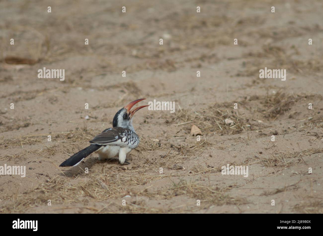 Northern red-billed hornbill Tockus erythrorhynchus kempi eating. Langue de Barbarie National Park. Saint-Louis. Senegal. Stock Photo