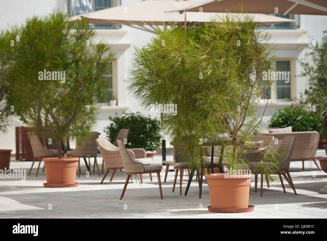 Potted ornamental trees in a outdoor restaurant Stock Photo