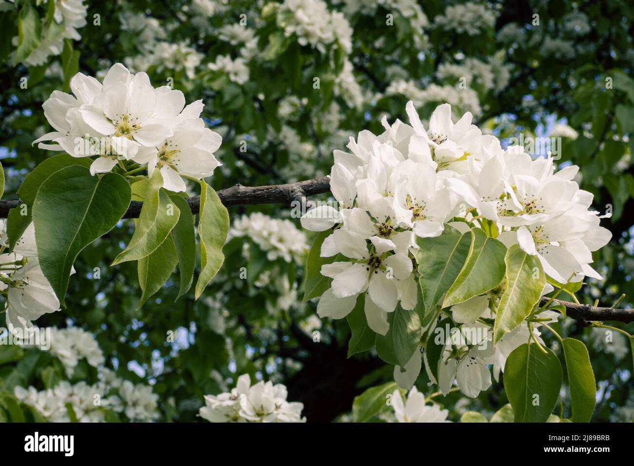 Tender spring apple blossom hires stock photography and images Alamy