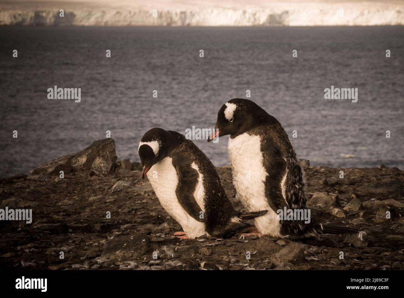 Gentoo penguin, Antarctic peninsula, Livingston Island in the South ...