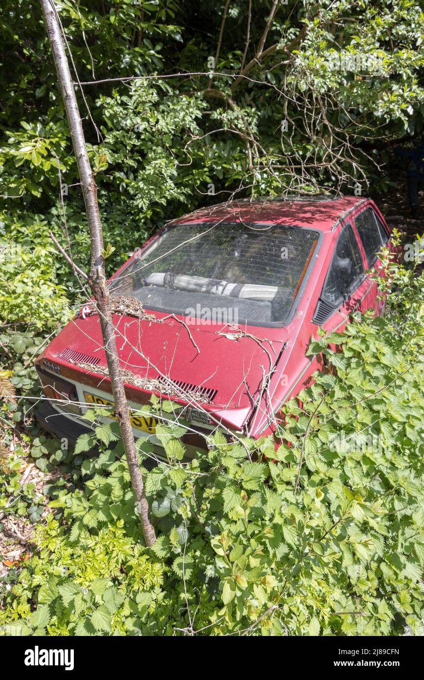 Car abandoned and overgrown in nettles and undergrowth, Wales, UK Stock Photo