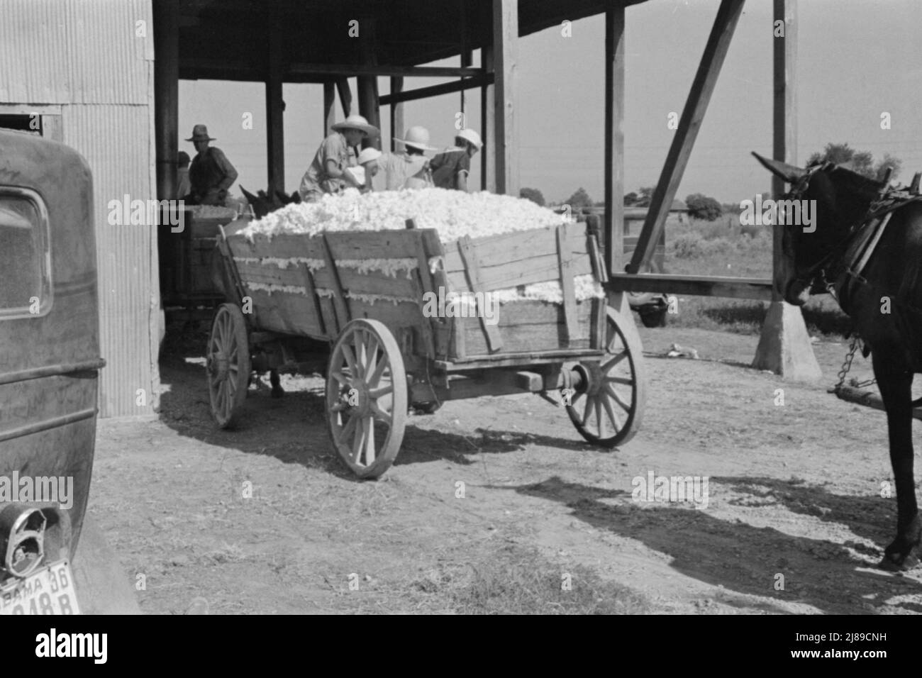 Cotton wagons hires stock photography and images Alamy