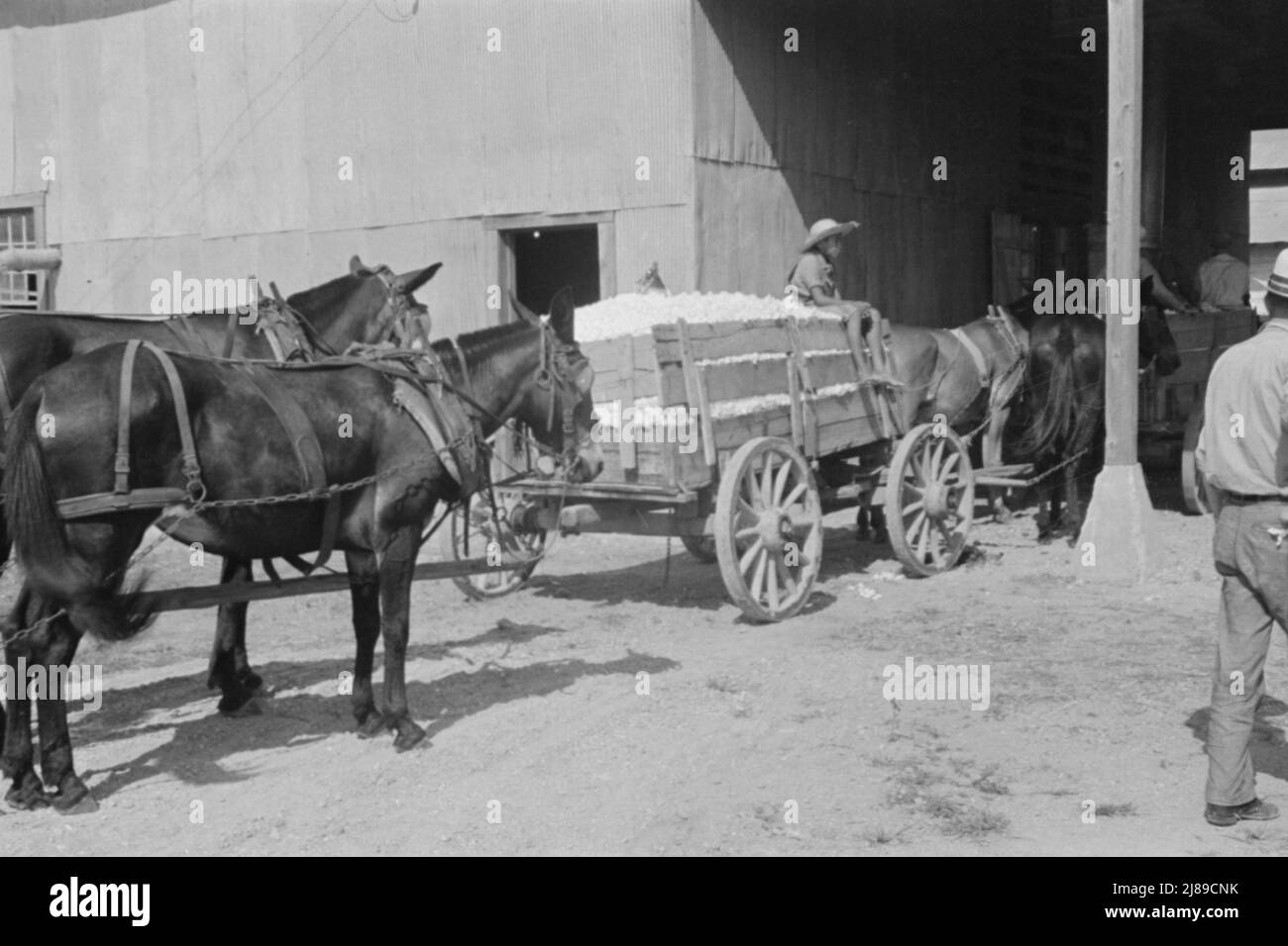 At the cotton gin. Cotton gin and wagons. Hale County, Alabama Stock
