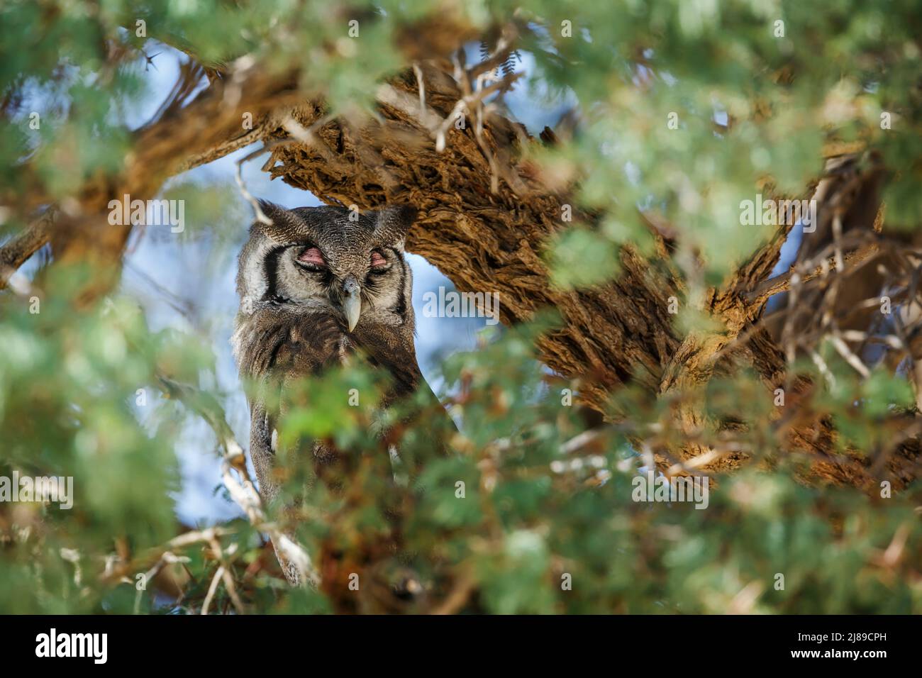 Verreaux Eagle-Owl hidding in tree foliage in Kgalagadi transfrontier park, South Africa; specie Bubo lacteus family of Strigidae Stock Photo