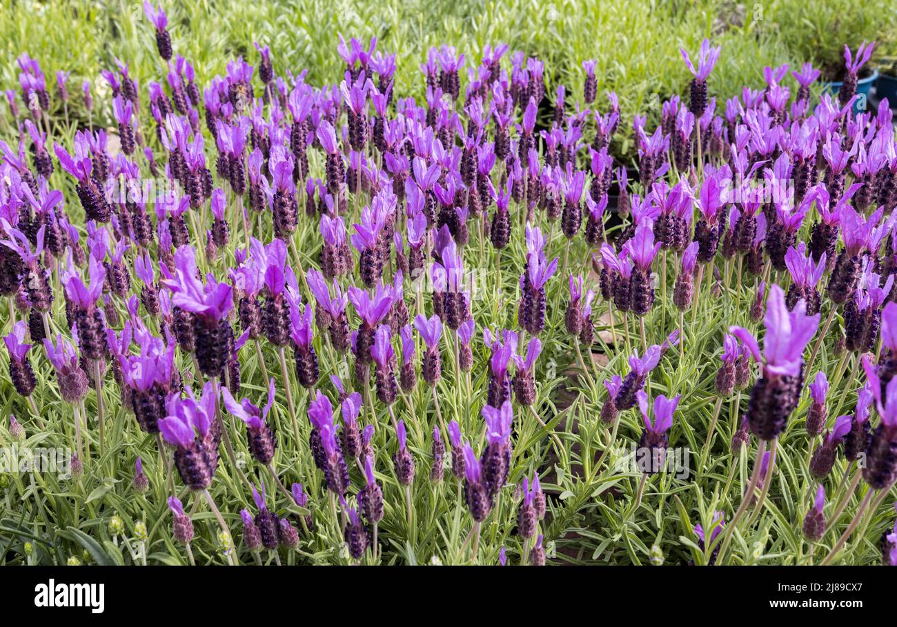 Lavendula hires stock photography and images Alamy