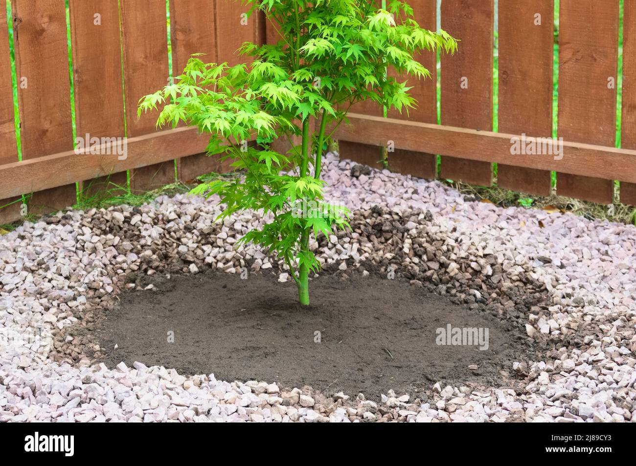 Maple tree during planting sequence in house garden Stock Photo - Alamy