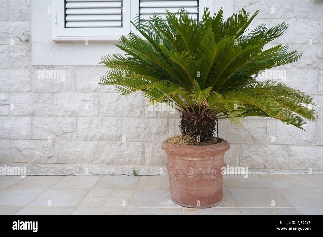 Cycas palm tree in large pots outside the building. Stock Photo