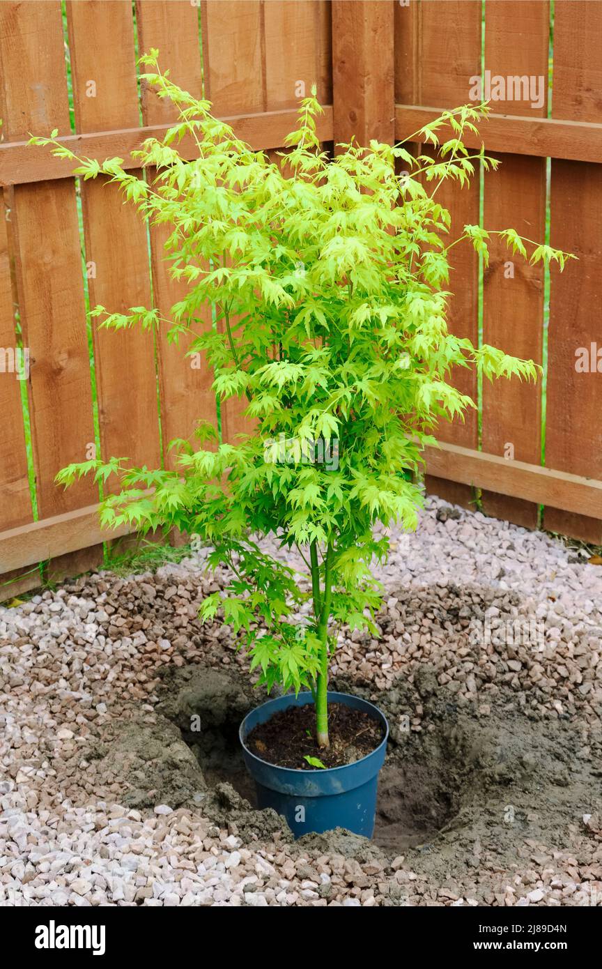 Maple tree during planting sequence in house garden Stock Photo - Alamy
