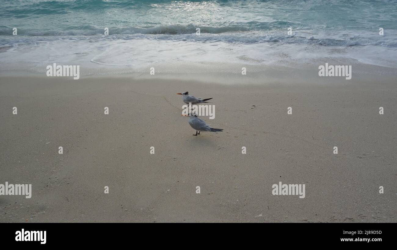 Birds in Dolphins Beach Cancun Quintana Roo Mexico Stock Photo Alamy
